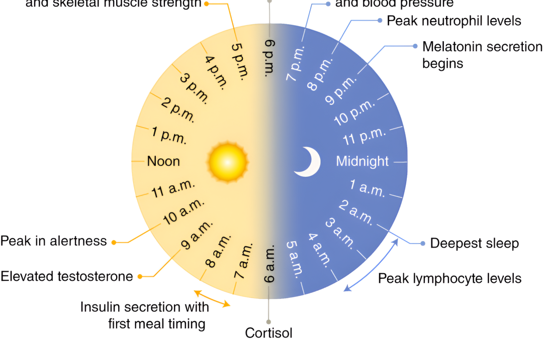What Is The Circadian Rhythm?